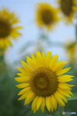 夏と言えばひまわりだ　♪♪　は