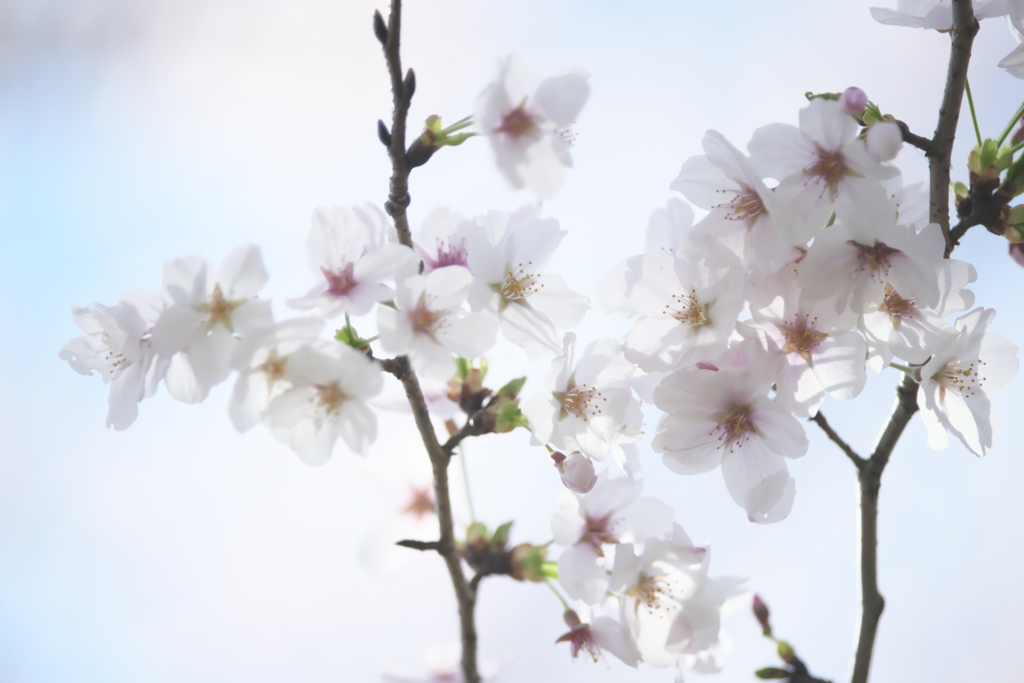 宮川の桜