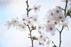 宮川の桜
