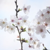 宮川の桜