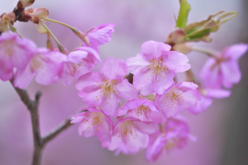 春爛漫の桜色　五