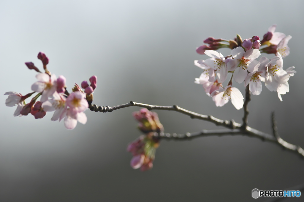河川敷に咲く桜