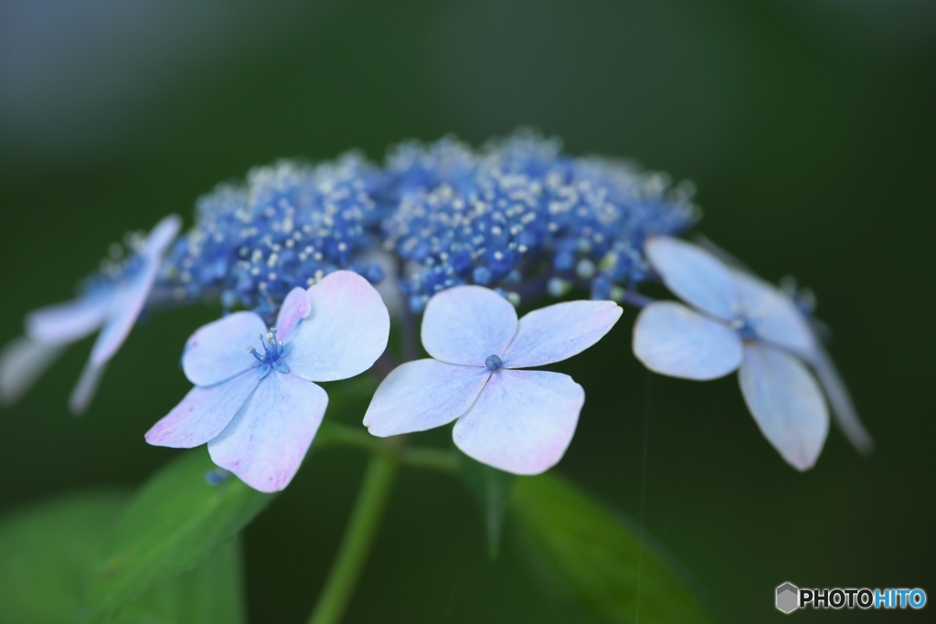 澤観音寺の紫陽花　い