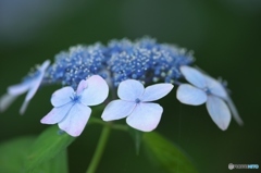 澤観音寺の紫陽花　い