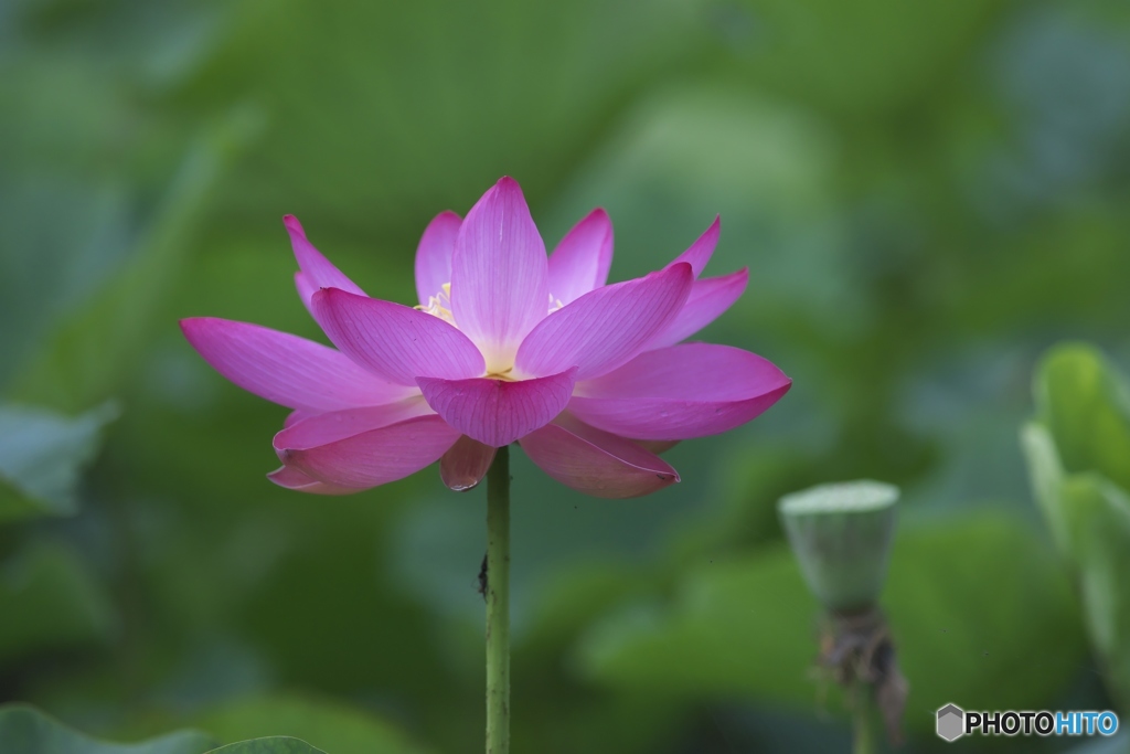 親水公園の蓮　チ