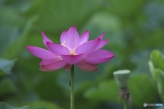 親水公園の蓮　チ