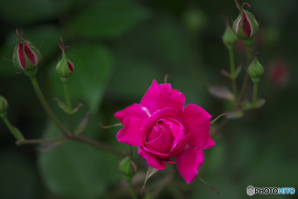 深紅の薔薇　ロ
