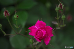 深紅の薔薇　ロ