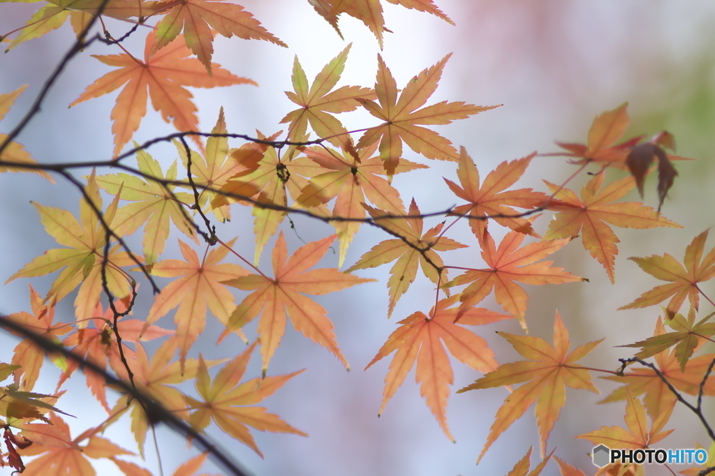 公園の紅葉