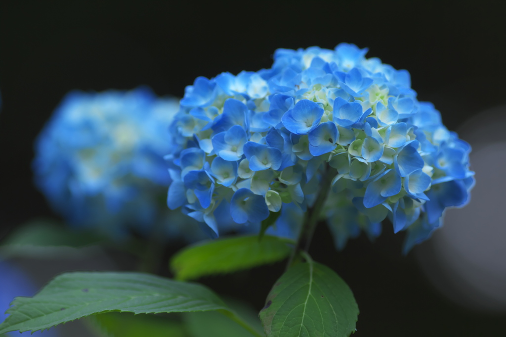 雨引観音の紫陽花　ロ