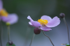 シュウメイ菊
