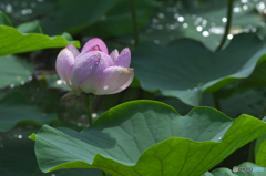 親沢池親水公園のハス　に