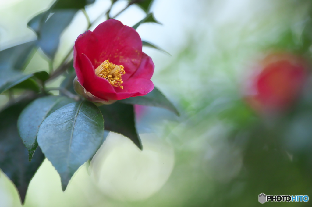 公園の山茶花