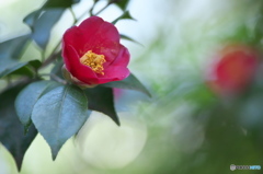 公園の山茶花