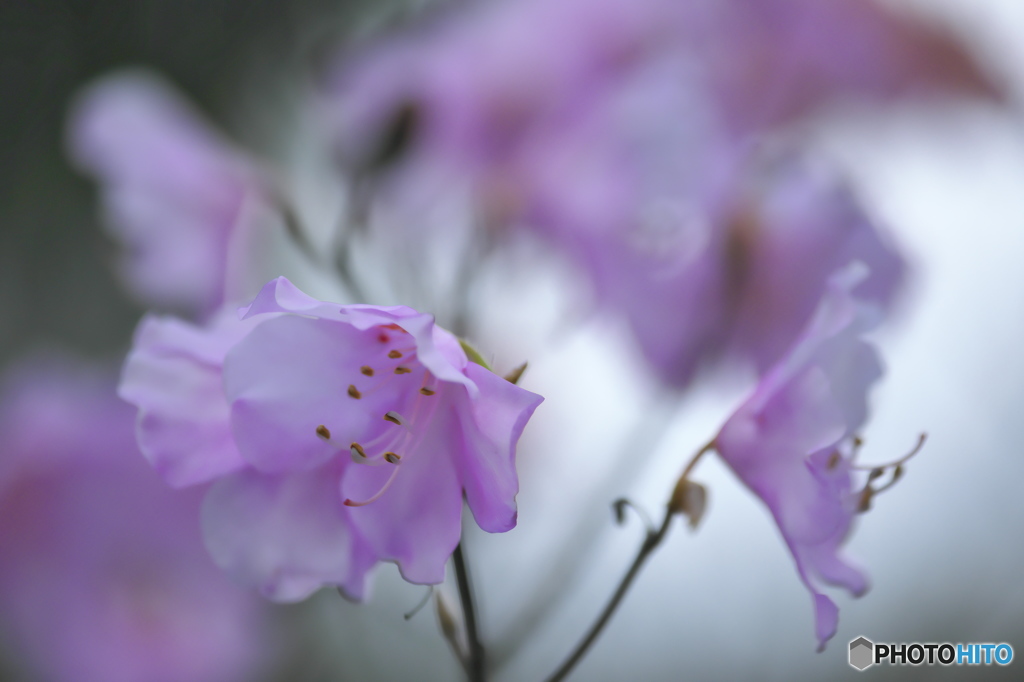 近くの公園のヤシオ