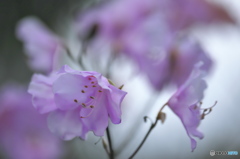 近くの公園のヤシオ