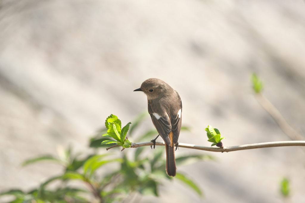 寺院境内の野鳥　Ⅰ