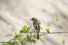 寺院境内の野鳥　Ⅰ