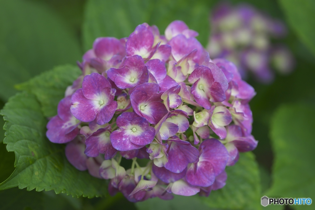 夏の花　紫陽花　弐