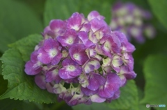 夏の花　紫陽花　弐