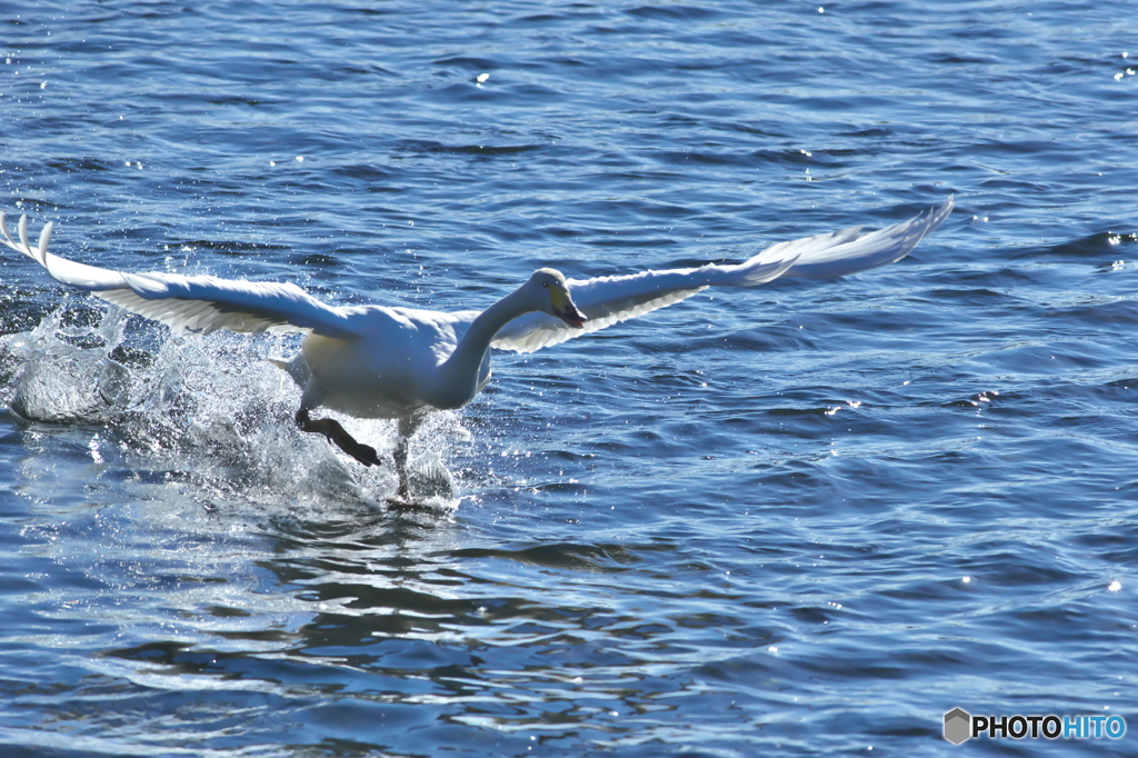水の綺麗な清流の白鳥