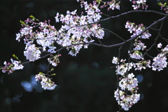 磯部公園の桜 C