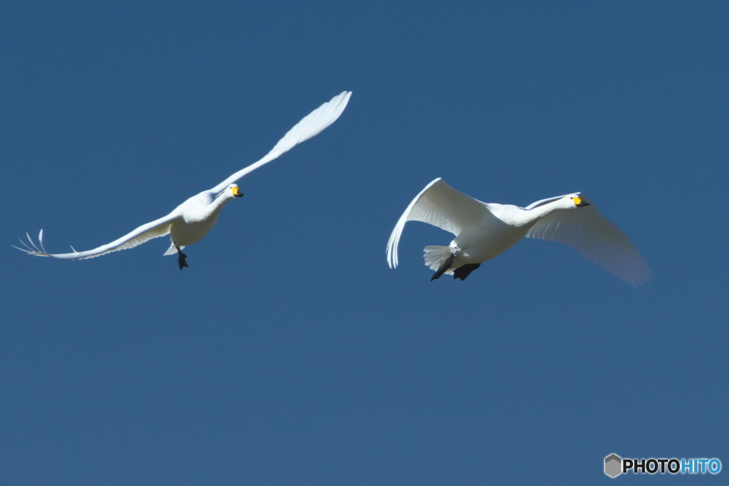 青い空の白鳥