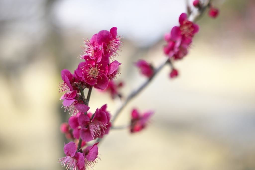 近くの公園の紅梅　壱