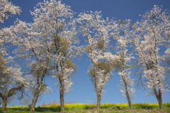 亀岡八幡宮の菜の花と桜　い