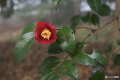 公園の椿
