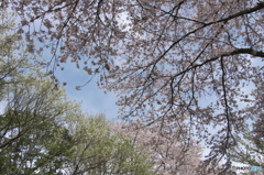 近くの大きな公園の桜