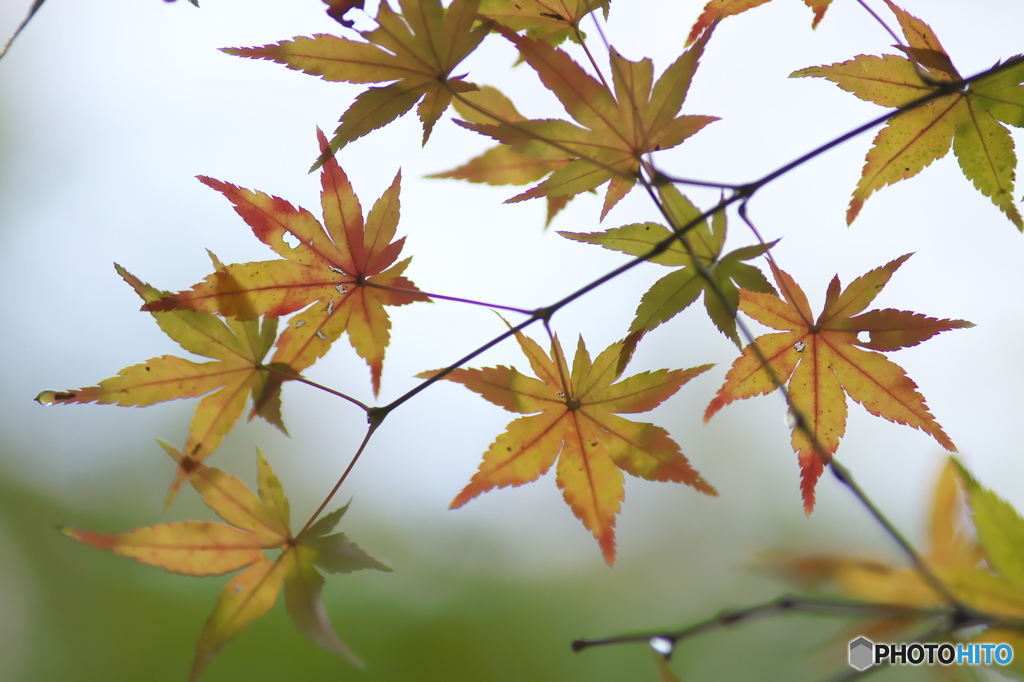 紅葉