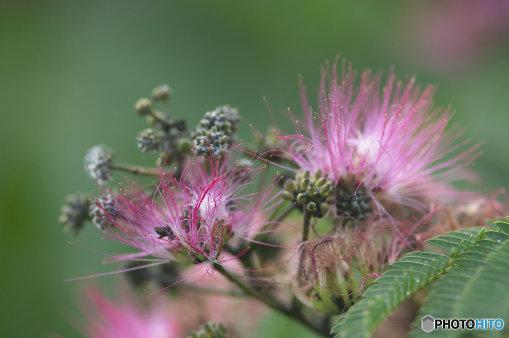 季節は夏 ♪♪　c