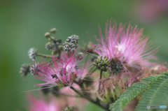 季節は夏 ♪♪　c