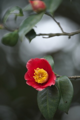公園の椿