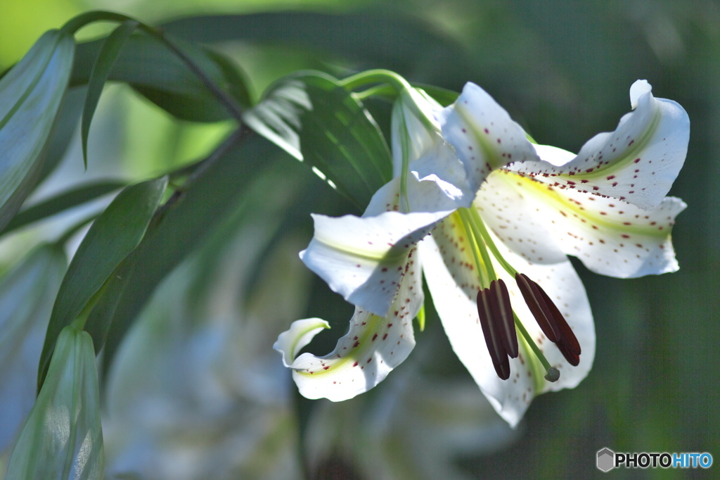 ヤマユリの饗宴　弐
