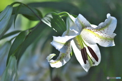 ヤマユリの饗宴　弐