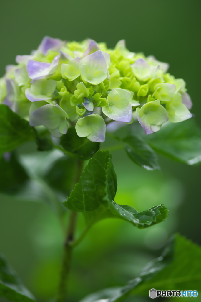 雨引観音の紫陽花　　ろ
