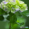 雨引観音の紫陽花　　ろ