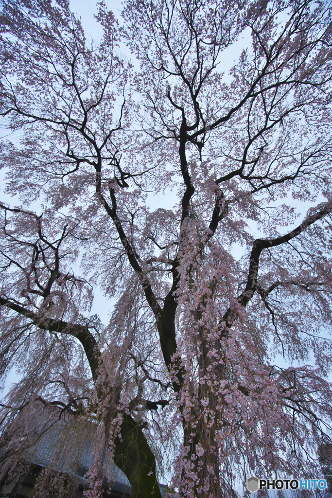 お寺の枝垂れ桜