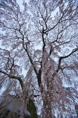 お寺の枝垂れ桜