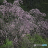 森林公園の遅い春　　い