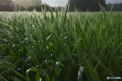 キラキラ輝く麦畑