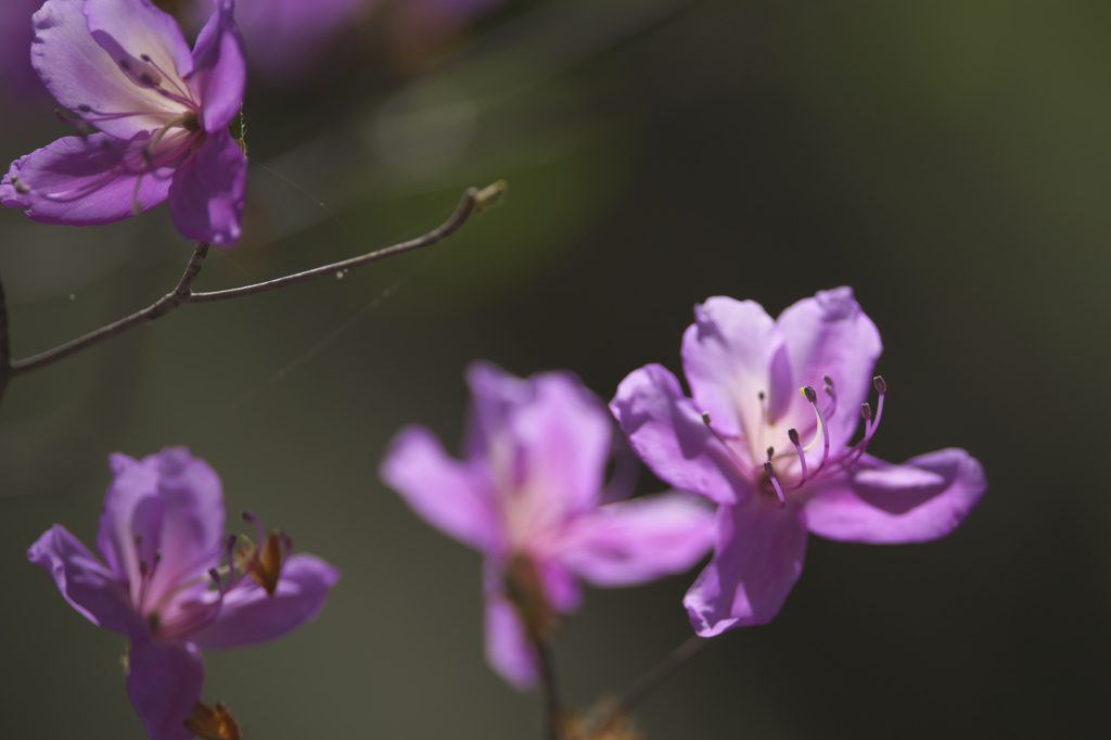 トウゴクミツバツツジ　Ａ