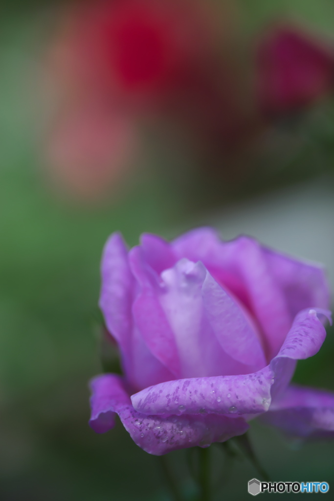 近くの大きな公園の薔薇　Ⅰ