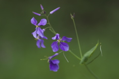 大根の花