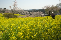 亀岡八幡宮の菜の花と桜　ろ