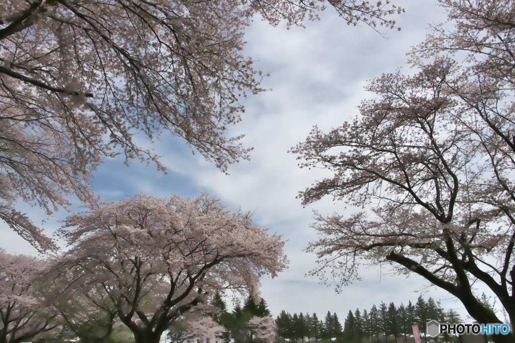 近くの大きな公園の桜