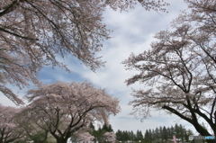 近くの大きな公園の桜