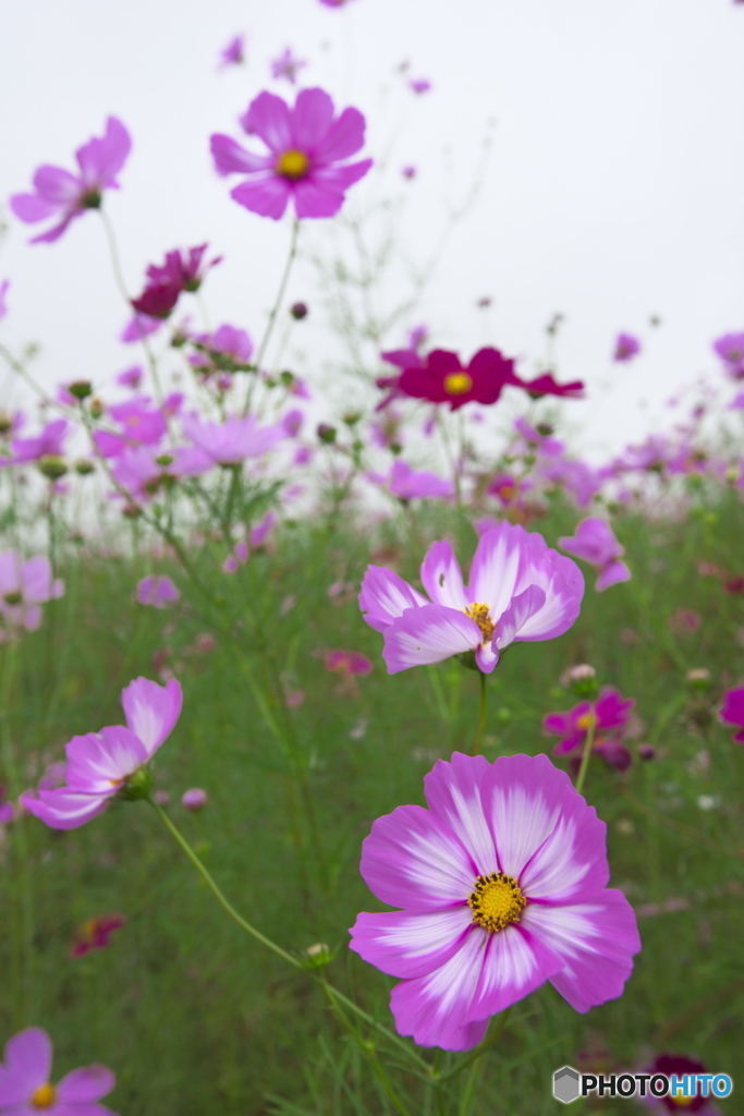 コスモス